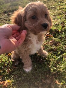 Cavapoo kavapoo - 5