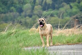 Cane Corso s PP FCI - 5