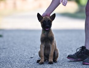 Belgický ovčiak malinois s PP - IHNEĎ K ODBERU - 5