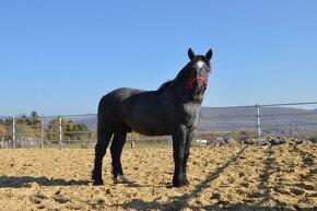 Predám koňa - žrebec Percheron - 5