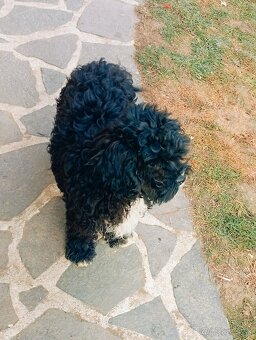 Cavapoo (pudel + kavalier) - 5