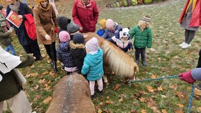 Predám mini horse, pony - 5