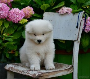 Samojed šteniatka s PP MATYELLA - 5