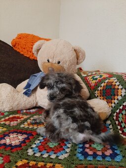 Shih-poo harlekyn - 5