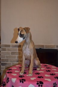 Whippet, vipet s PP - 5