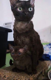 Devon Rex mačka - 5