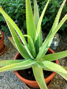 Aloe Vera - 5