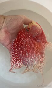 Flowerhorn Fireman s dream Kamfa - 5