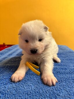 Samojed šteniatka s PP FCI - 5