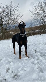 Doberman na krytie - 5