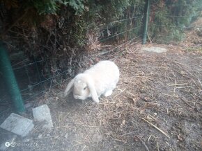 Zajacik Mini Lop darujem za symb.cenu - 5