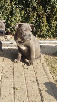 American bully - 5