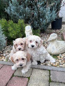 Maltipoo,Pudel,Maltezak - 5