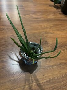 Sukulenty: vianocny kaktus-biela farba, aloe - 5