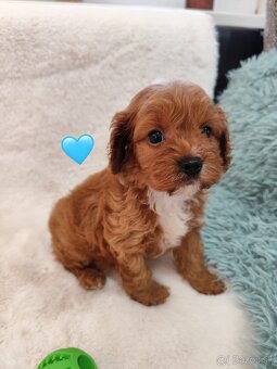 Cavapoo - 5