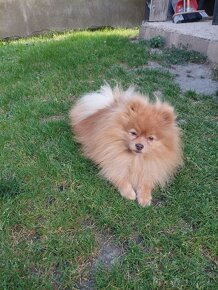 Pomeranian psik - 5