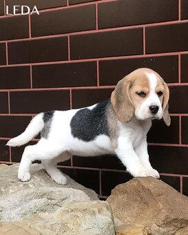 Bígel Bigl Beagle s PP FCI (bicolor, tricolor) - 5