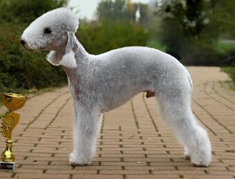 Bedlington teriér - 5