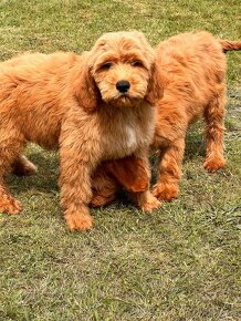 Goldendoodle / Pudel / - 5