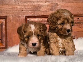 Cavapoo - 5