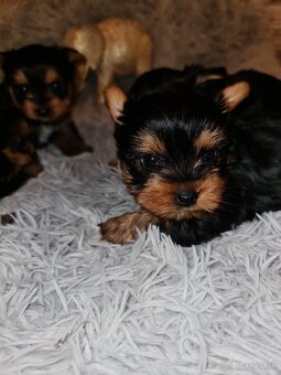 Yorkshire terrier - 5