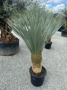 Yucca Rostrata - 5