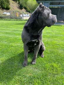 Cane corso krytie - 5