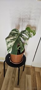 Monstera Albo Variegata - 5