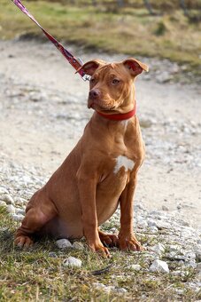 APBT s pp , americký pitbulteriér , pitbul , pittbul - 5