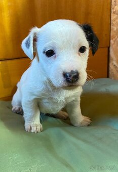 Jack Russel Terier “Parson” šteniatka - 5