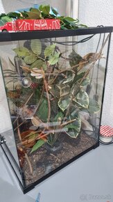 Chameleon pardali + terarium - 5