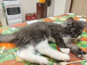 Manilska Myvalia (Maine Coon) - 5