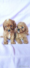 Cavapoo,kavapoo mini,cavapo - 5