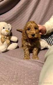 Cockapoo puppys - 5