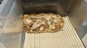 Boa Constrictor Imperator - Velhad Kràlovský - 5