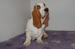 Basset hound dievcatko - 5