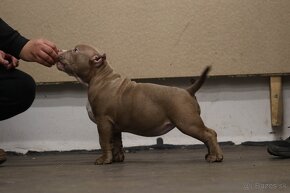 American Bully - 5