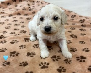 Maltipoo - 5