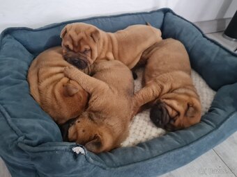 ▶️ SHAR-PEI - 5