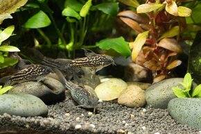 Corydoras Nanus - Pancierniček Drobný - 5