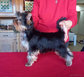 YORKSHIRE TERRIER  s PP - psík - 5