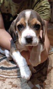 Beagle - 5