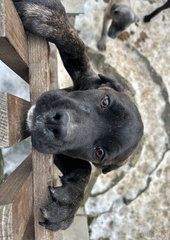 Cane Corso - 5