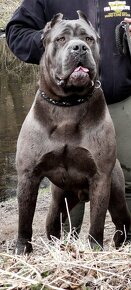 Cane Corso s PP - 5