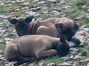 Belgický ovčiak MALINOIS - 5