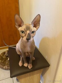 Don Sphynx - 5