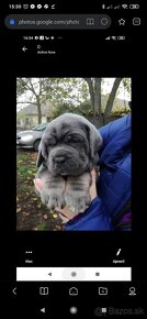 Cane Corso krytie - 5