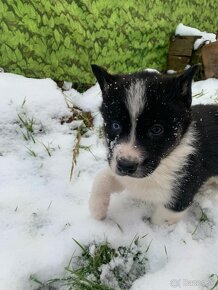 Šteniatka Border-Husky - 5