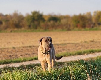 Cane Corso s PP (FCI) - fenka - 5