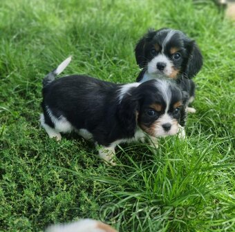 Cavalier king charles spaniel - 5